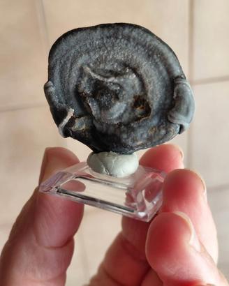 Calcedony rose