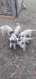Cuccioli di Lagotto Romagnolo
