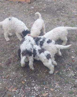Cuccioli di Lagotto Romagnolo