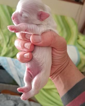 Cane maltese