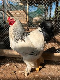 Gallo brahma