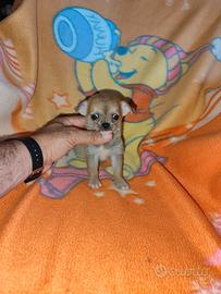 Chihuahua mini Toy