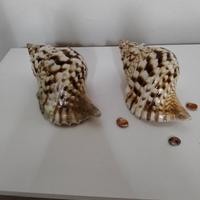 conchiglie 