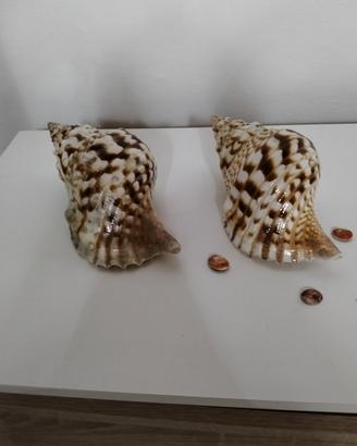 conchiglie 