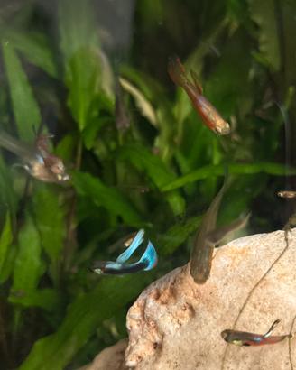 Guppy endler