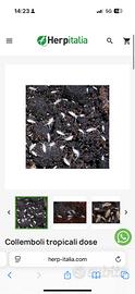 Collemboli tropicali per terrario bio attivo