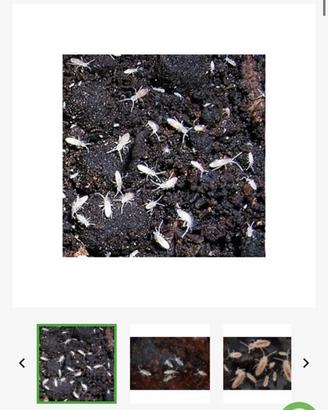 Collemboli tropicali per terrario bio attivo