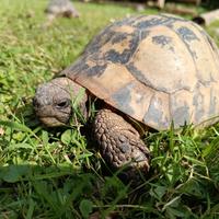 Tartaruga di terra maschio adulto e riproduttivo