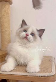 Ragdoll dolcissimo
