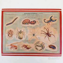 modello Didattico Scientifico Rico '50 vintage 