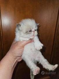 Gatto persiano seal point 1