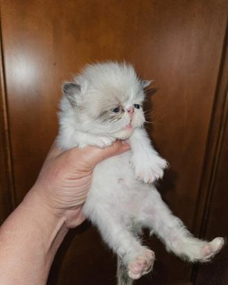 Gatto persiano seal point 1