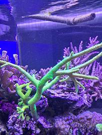 Talee di coralli duri