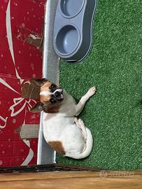 Chihuahua toy da monta