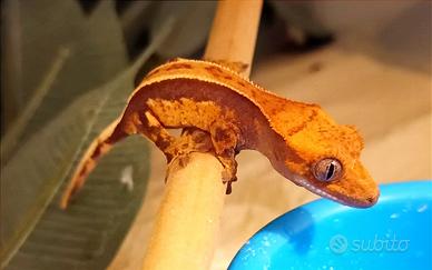 Baby geco Ciliatus, teca, insetti