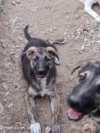 Cane cucciola in adozione