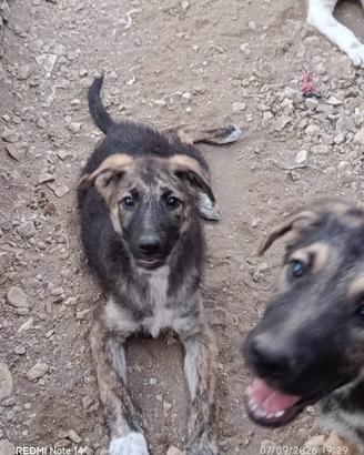 Cane cucciola in adozione