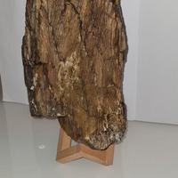 legno fossilizzato 