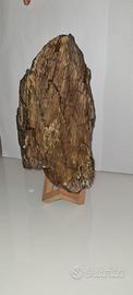 legno fossilizzato 