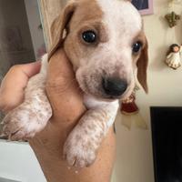 Bassotte piebald femminuccie kaninken