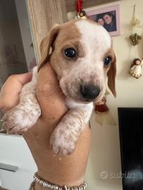 Bassotte piebald femminuccie kaninken