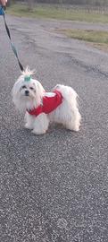 Maltese per monta