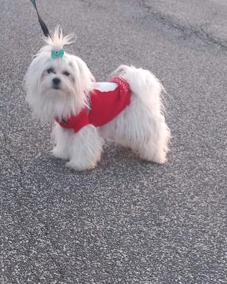 Maltese per monta
