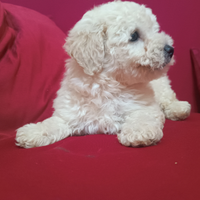 Barboncino bianco cucciolo piccola taglia