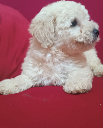 Barboncino bianco cucciolo piccola taglia