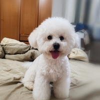 Maschio Bichon Frisé disponibile per accoppiamento