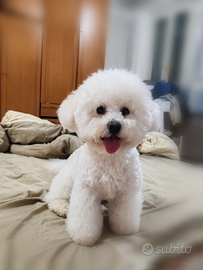 Maschio Bichon Frisé disponibile per accoppiamento