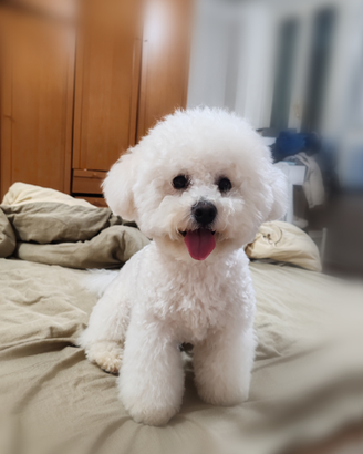 Maschio Bichon Frisé disponibile per accoppiamento