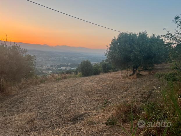 Terreno agricolo uliveto 120 piante ulivo secolari