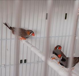 Diamantini Mandarino