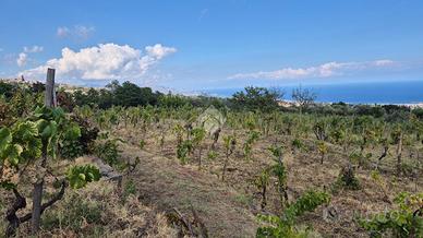 TER. AGRICOLO A MILO