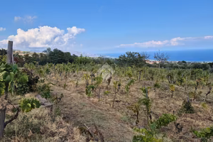 TER. AGRICOLO A MILO