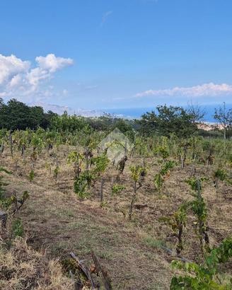 TER. AGRICOLO A MILO