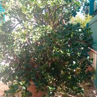 vaso in cotto toscano