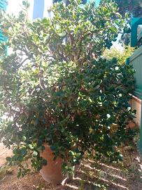 vaso in cotto toscano