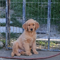 Cucciola Golden americana