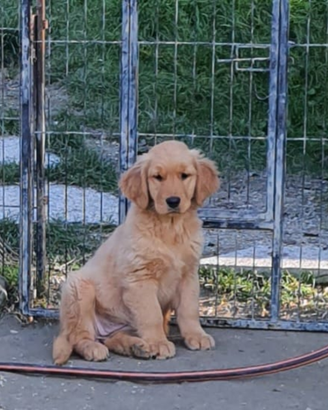 Cucciola Golden americana