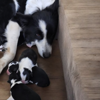 Cuccioli Border Collie