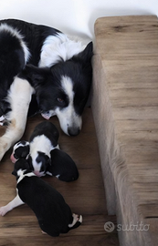 Cuccioli Border Collie