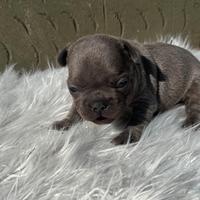Bulldog francesi cuccioli blu