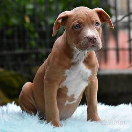 Cucciole American Bully XL