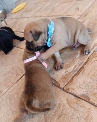Cuccioli Staffordshire bull terrier (staffy)