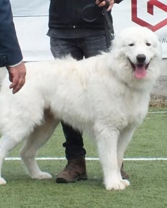 Pastore abruzzese maremmano