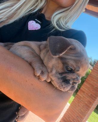Cuccioli bulldog francese