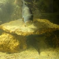 Astronotus ocellatus