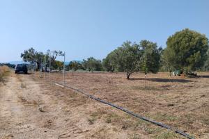 terreno agricolo 3500 mq con uliveto e frutteto 